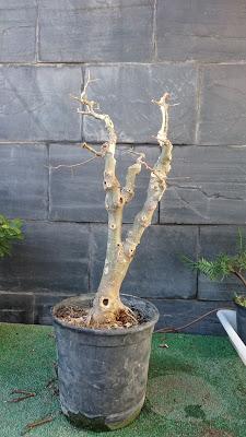 Podas de invierno 2 Podas de invierno 2