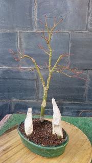 Podas de invierno 2 Podas de invierno 2