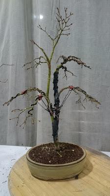 Podas de invierno 2 Podas de invierno 2