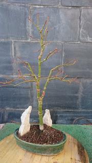 Podas de invierno 2 Podas de invierno 2