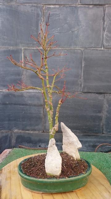 Podas de invierno 2 Podas de invierno 2