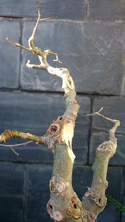 Podas de invierno 2 Podas de invierno 2