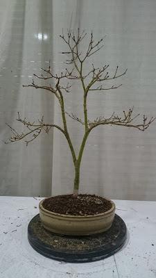 Podas de invierno 2 Podas de invierno 2