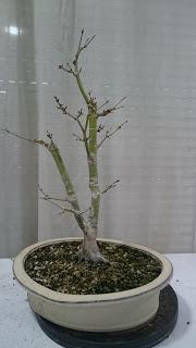 Podas de invierno 2 Podas de invierno 2