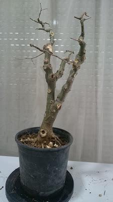 Podas de invierno 2 Podas de invierno 2