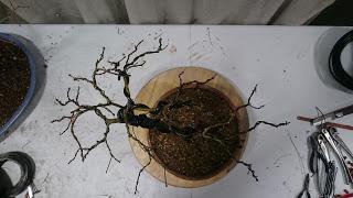 Podas de invierno 2 Podas de invierno 2