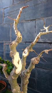 Podas de invierno 2 Podas de invierno 2