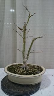 Podas de invierno 2 Podas de invierno 2