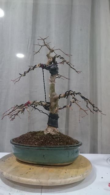 Podas de invierno 2 Podas de invierno 2