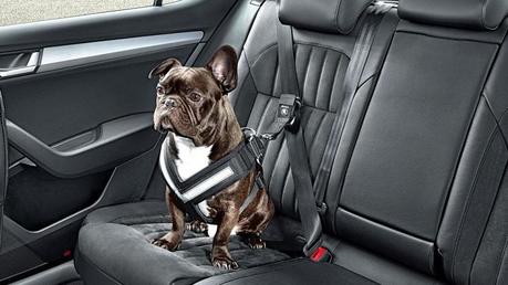 En la imagen vemos un cinturón de seguridad ajustable para mascotas