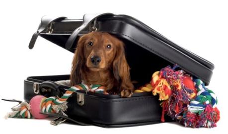 Es mejor que tu mascota tenga una maleta solo para sus cosas