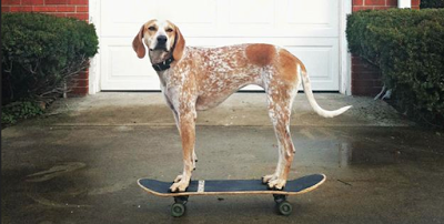Un asombroso legado digital canino Un asombroso legado digital canino