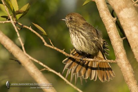 Viudita pico celeste (Blue-billed black-Tyrant) Knipolegus cyanirostris