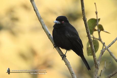 Viudita pico celeste (Blue-billed black-Tyrant) Knipolegus cyanirostris