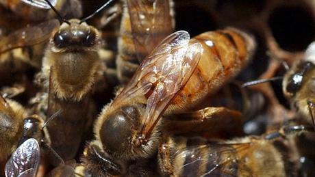 Millones de abejas amenazadas por los pesticidas - Millions of bees threatened by pesticides.