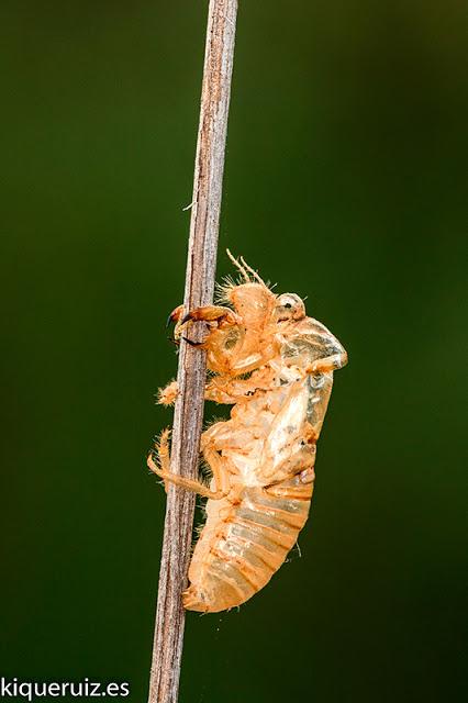 Macro 2016 I (vida, evolución y muerte) Macro 2016 I (vida, evolución y muerte)