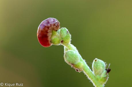 Macro 2016 I (vida, evolución y muerte) Macro 2016 I (vida, evolución y muerte)