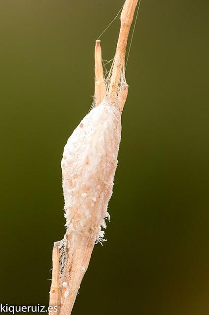 Macro 2016 I (vida, evolución y muerte) Macro 2016 I (vida, evolución y muerte)