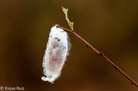 Macro 2016 I (vida, evolución y muerte) Macro 2016 I (vida, evolución y muerte)