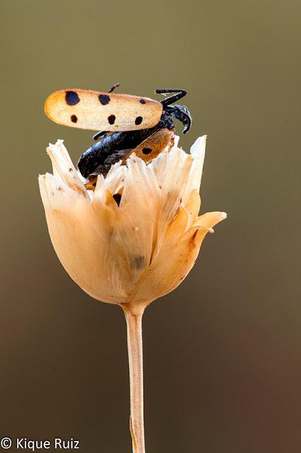 Macro 2016 I (vida, evolución y muerte) Macro 2016 I (vida, evolución y muerte)