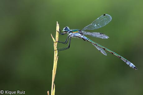 Macro 2016 I (vida, evolución y muerte) Macro 2016 I (vida, evolución y muerte)