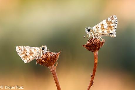 Macro 2016 I (vida, evolución y muerte) Macro 2016 I (vida, evolución y muerte)