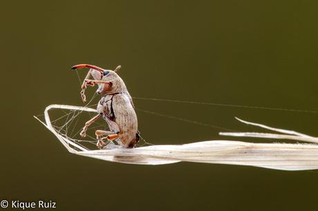Macro 2016 I (vida, evolución y muerte) Macro 2016 I (vida, evolución y muerte)