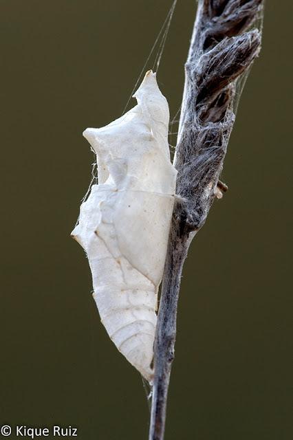 Macro 2016 I (vida, evolución y muerte) Macro 2016 I (vida, evolución y muerte)