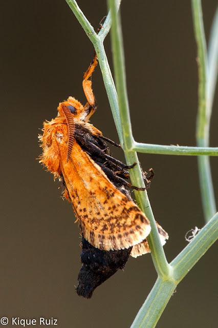 Macro 2016 I (vida, evolución y muerte) Macro 2016 I (vida, evolución y muerte)
