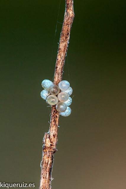 Macro 2016 I (vida, evolución y muerte) Macro 2016 I (vida, evolución y muerte)