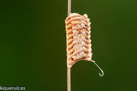 Macro 2016 I (vida, evolución y muerte) Macro 2016 I (vida, evolución y muerte)