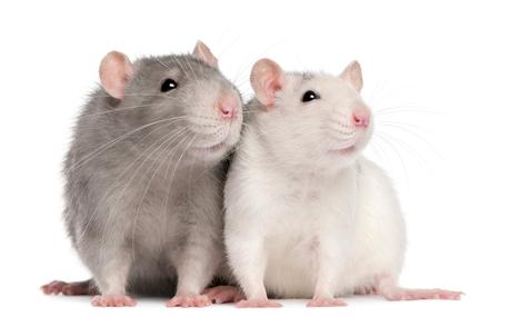 Diferencias entre ratas y ratones