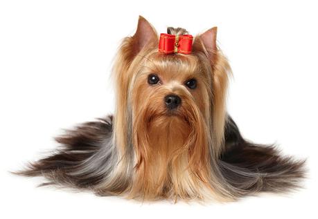 Las 10 mejores razas de perros para apartamento Hermosa Yorkshire Terrier