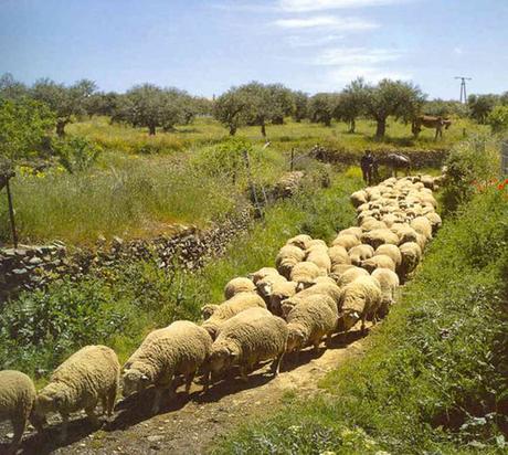 Ruta de la Trashumancia en Toledo