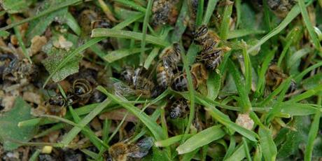 Deterioro cerebral e intestinal en abejas tratadas con plaguicidas - Cerebral and intestinal deterioration in bees treated with pesticides.
