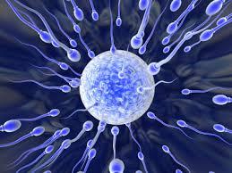 10 mitos sobre fertilidad: ¿Tengo los óvulos contados? 10 mitos sobre fertilidad: ¿Tengo los óvulos contados?