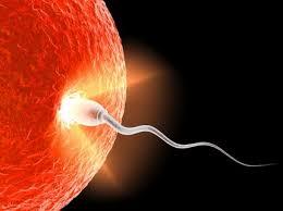 10 mitos sobre fertilidad: ¿Tengo los óvulos contados? 10 mitos sobre fertilidad: ¿Tengo los óvulos contados?