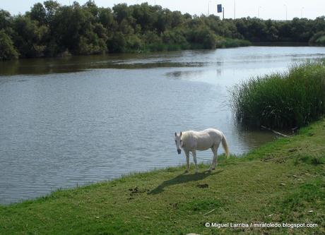 Rio Tajo, retarda tu paso Rio Tajo, retarda tu paso
