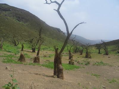 LACHAY: ENTRE LAS LOMAS DE LA ESPERANZA Y EL DESIERTO DE LA NEGLIGENCIA LACHAY: ENTRE LAS LOMAS DE LA ESPERANZA Y EL DESIERTO DE LA NEGLIGENCIA