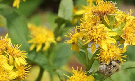 fotos plantas Solidago