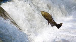 Curiosidades e interpretaciones al soñar con un salmón. sueño con un salmón