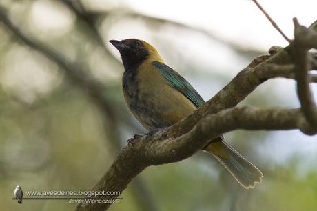 Saira pecho negro (Burnished-buff Tanager) Tangara cayana Saira pecho negro (Burnished-buff Tanager) Tangara cayana