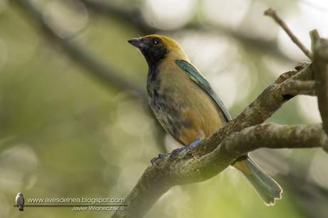 Saira pecho negro (Burnished-buff Tanager) Tangara cayana Saira pecho negro (Burnished-buff Tanager) Tangara cayana