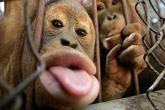 Monos graciosos Monos graciosos