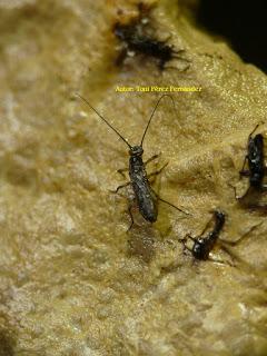 Invertebrado cavernícola jiennense del año 2016 Invertebrado cavernícola jiennense del año 2016