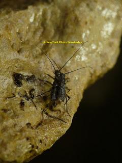 Invertebrado cavernícola jiennense del año 2016 Invertebrado cavernícola jiennense del año 2016