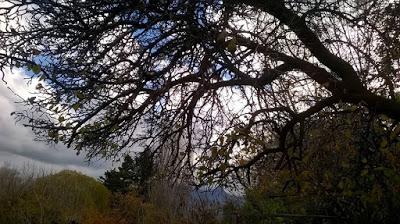 Savia y sangre - Cuento de Daniel Galatro Savia y sangre - Cuento de Daniel Galatro