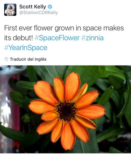 La primera flor que ha crecido en la estación espacial