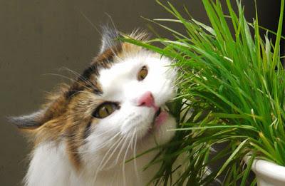 Como plantar hierba para gatos Como plantar hierba para gatos