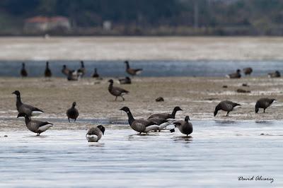 Somormujo cuellirrojo y muchas más aves por Santoña Somormujo cuellirrojo y muchas más aves por Santoña